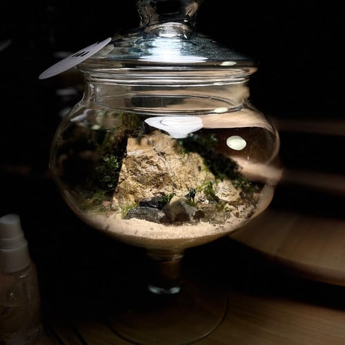 Live terrarium 8