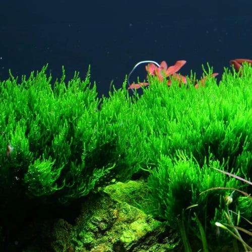 Taxiphyllum Flame TC Cup