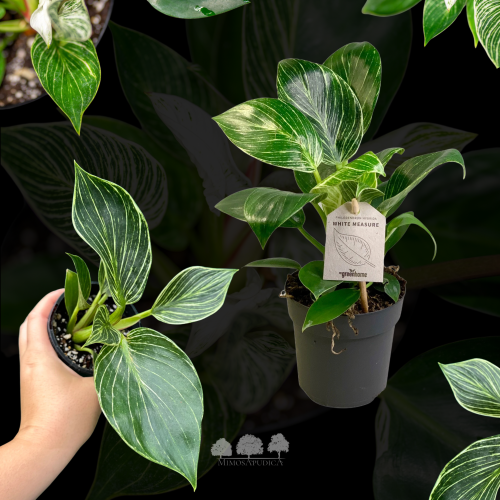 Philodendron Birkin – فيلوديندرون بيركن بنمط مخطط...