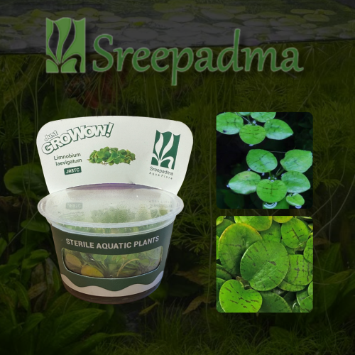 Limnobium laevigatum TC Cup