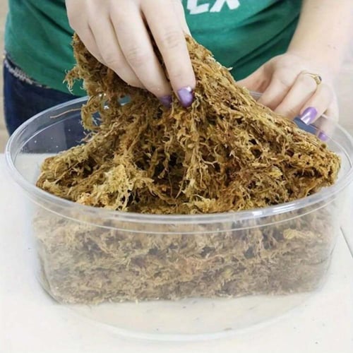 طحلب سفاجنوم موس 12g الأصلي – جودة عالية 100%