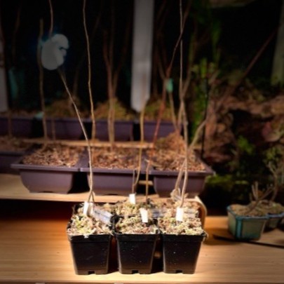 Acer rubrum شجره القيقب