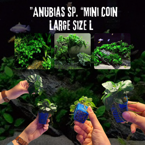 Anubias sp. “Mini Coin” – Large Size L