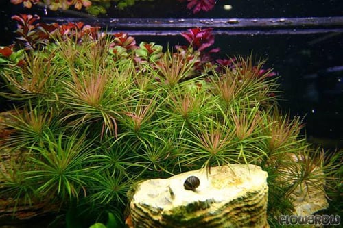 Pogostemon stellatus 'Dassen'