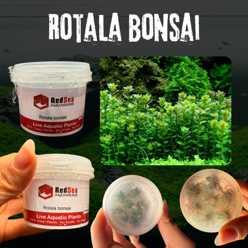 Rotala Bonsai | روتالا بونساي