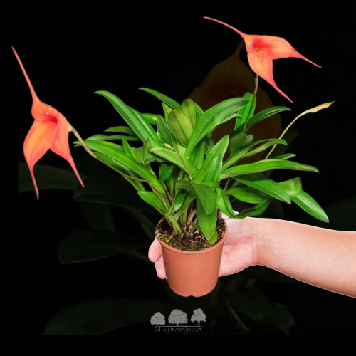 Masdevallia (HRP) – أوركيد ماسديفاليا النادرة