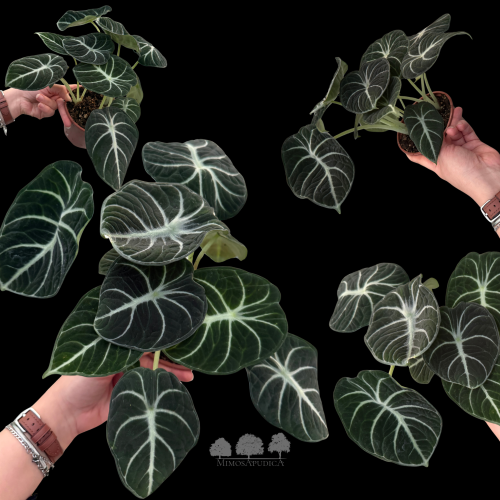 ألوكاسيا بلاك فيلفت – Alocasia reginula ‘Black Vel...