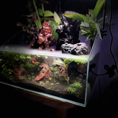بلوداريوم ‏P002