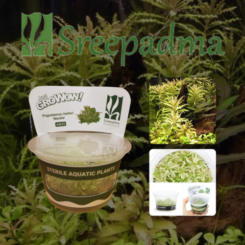 Pogostemon Helferi Marble TC Cup