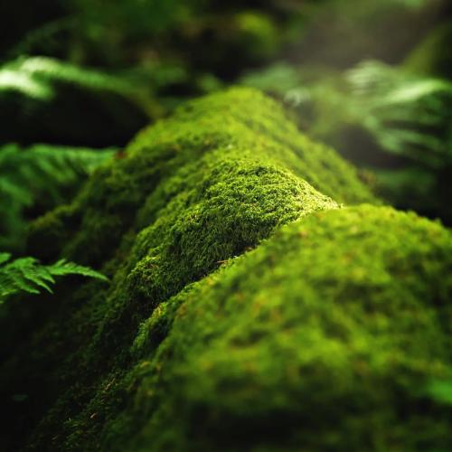 Rock Cap Moss