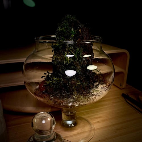 Live terrarium 11