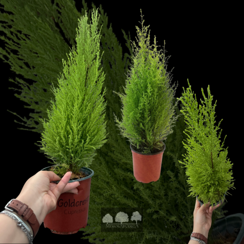ليموني جولد كريست – Lemon Cypress ‘Goldcrest’