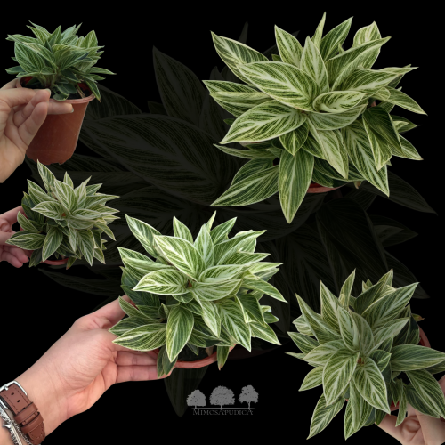 بيبيروميا فارقيتا – Peperomia Variegata
