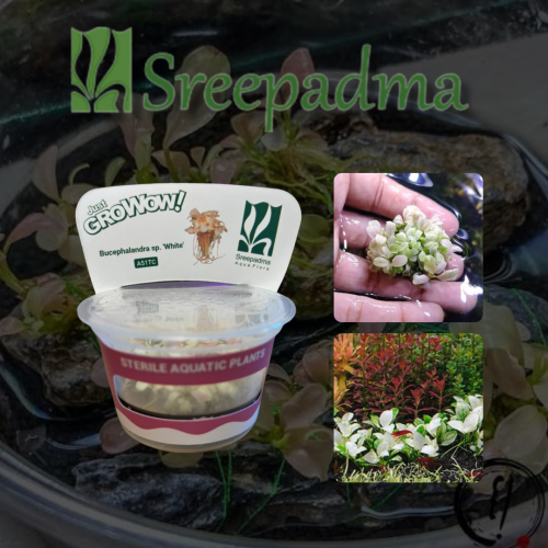 Bucephalandra Sp White TC Cup