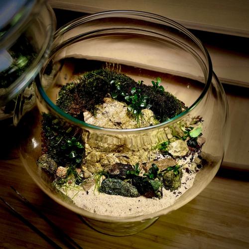 Live terrarium 8