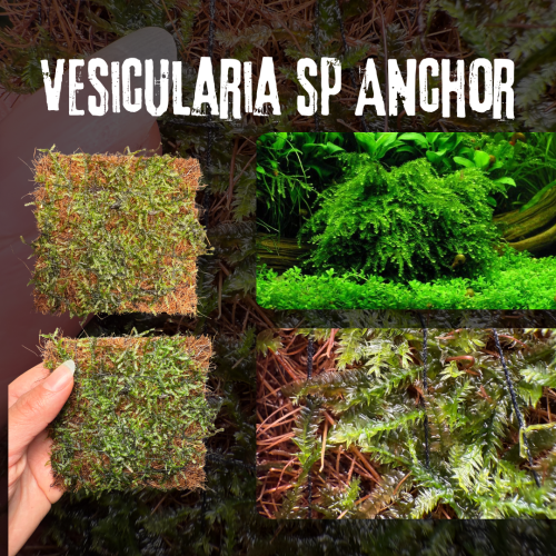 Vesicularia sp. ‘Anchor’ | فيسيكولاريا أنكور