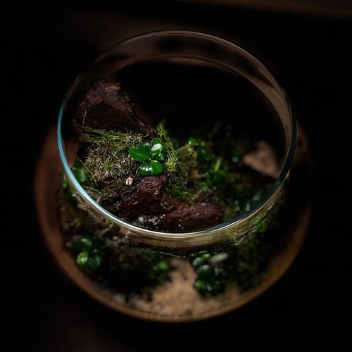 Live terrarium 9