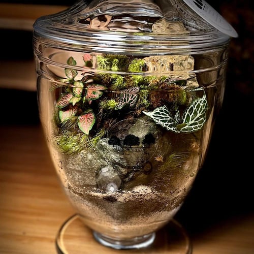 Terrarium 15