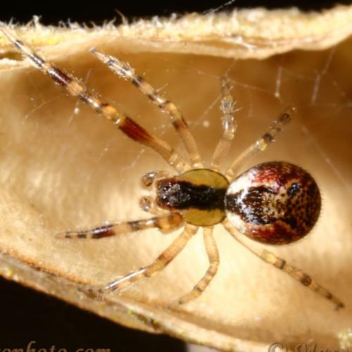 عنكبوت Anelosimus vittatus – صياد الحشرات النادر