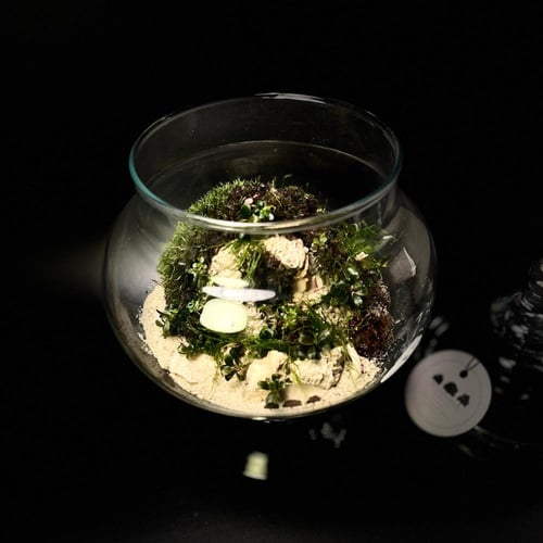 Live terrarium 3