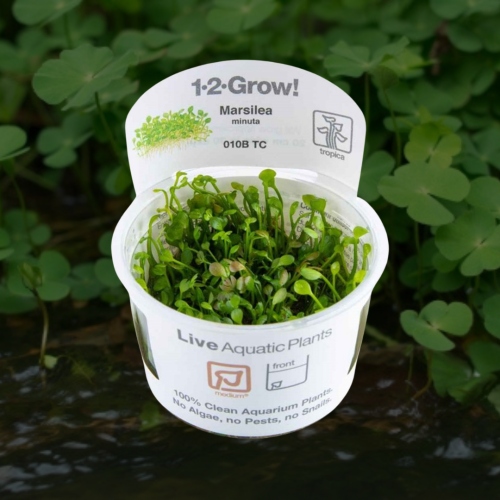 Marsilea minuta 1-2-Grow!