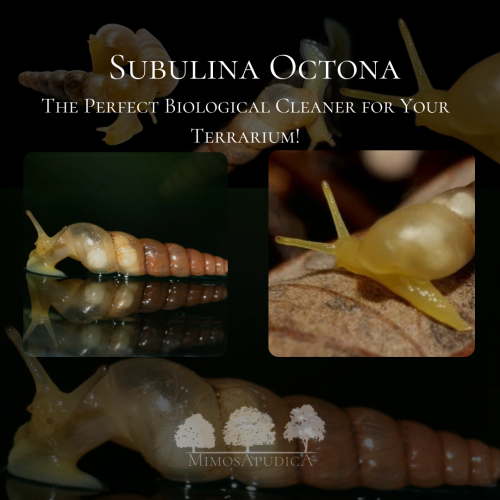 Subulina Octona – إضافة طبيعية لتنظيف التيراريوم