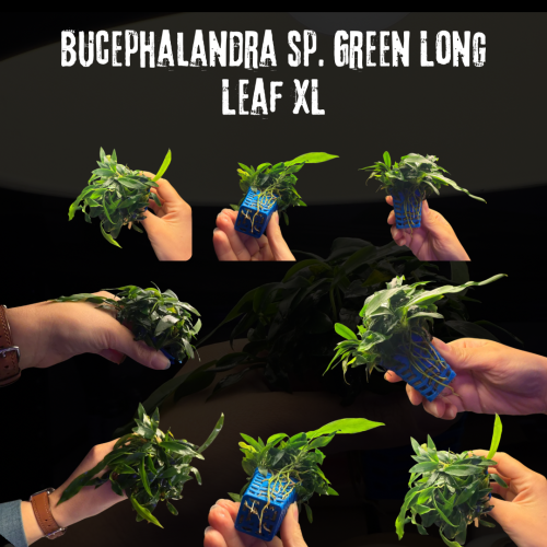 Bucephalandra sp. Green Long Leaf XL