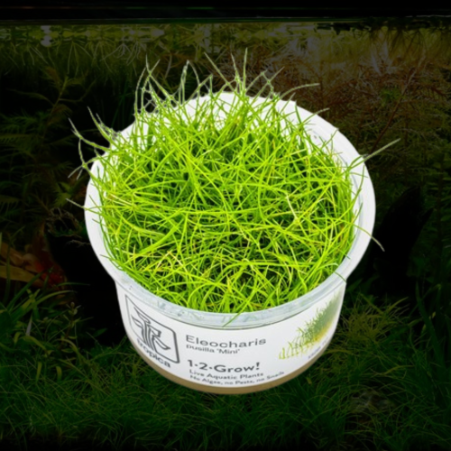 Eleocharis pusilla Mini
