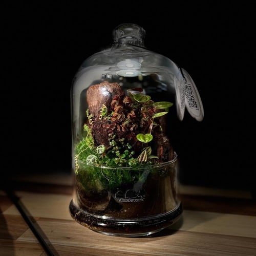 Terrarium 23
