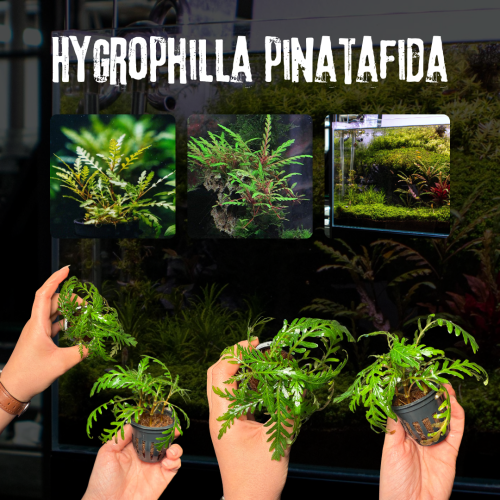 Hygrophila pinnatifida | هيجروفيلا بيناتيفيدا