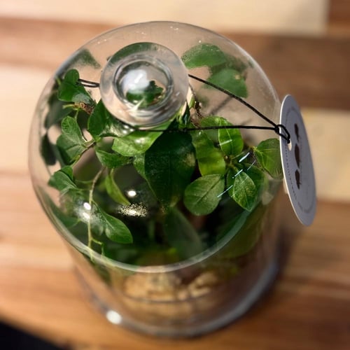 Terrarium- bonsai 22