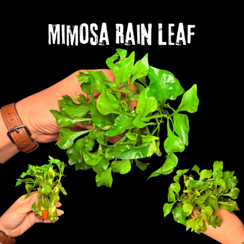 Mimosa Rain Leaf