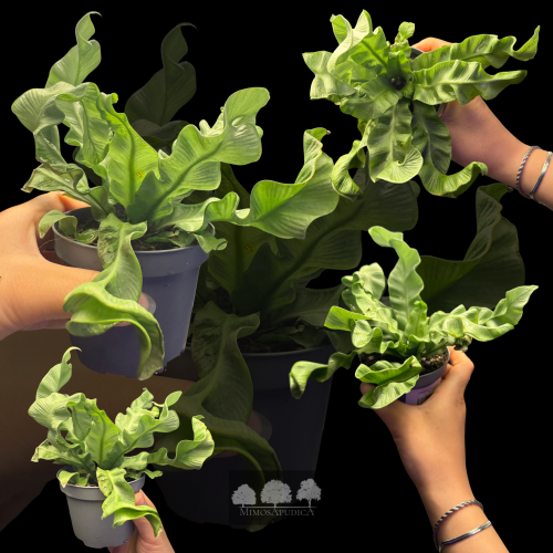 سرخس عش الطائر الكورالي – Coral Bird’s Nest Fern