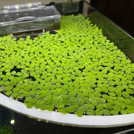 Salvinia auriculatas