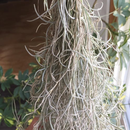 Spanish moss مجفف