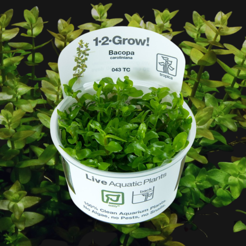 Bacopa caroliniana 1-2-Grow!
