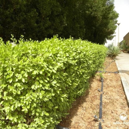 بذور الحناء البلدي 50بذره