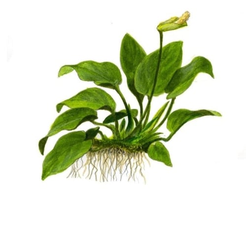 Anubias barteri nana