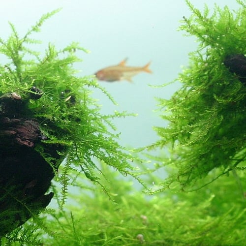 Taxiphyllum barbieri 'Bogor Moss'