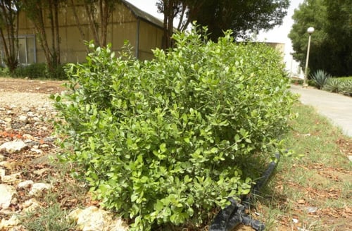 بذور الحناء البلدي 50بذره