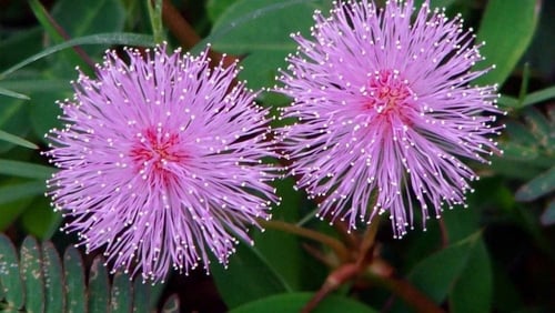 ميموسا بوديكا 30بذره