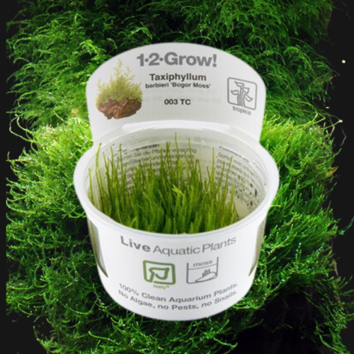 Taxiphyllum barbieri 'Bogor Moss'