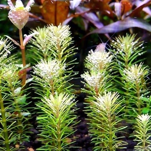 Rotala sp Bangladesh