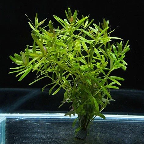 Rotala sp. 'Ceylon'