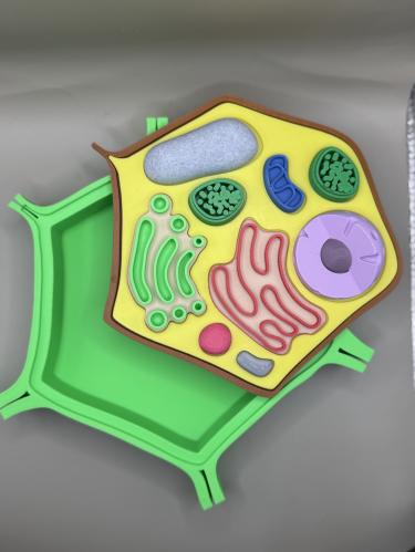 مجسم خلية نباتيه كبير