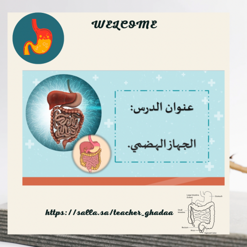 The digestive system