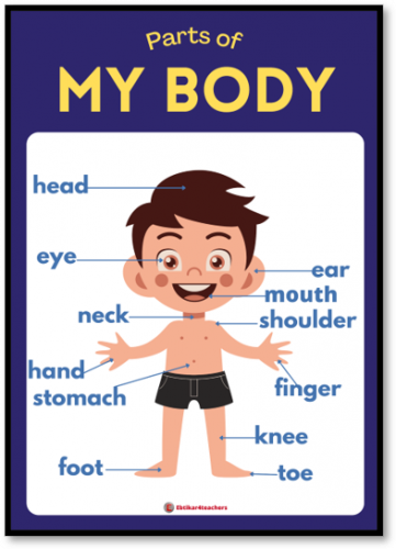 بوستر اعضاء الجسم