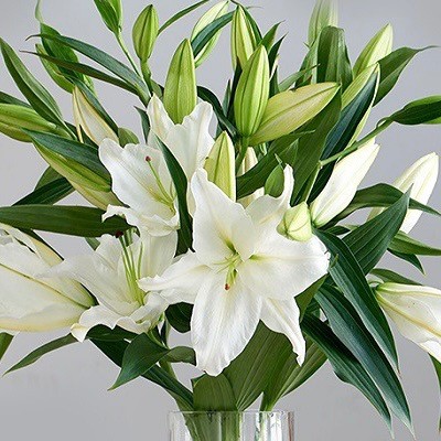 فازة السمكة بالاسم