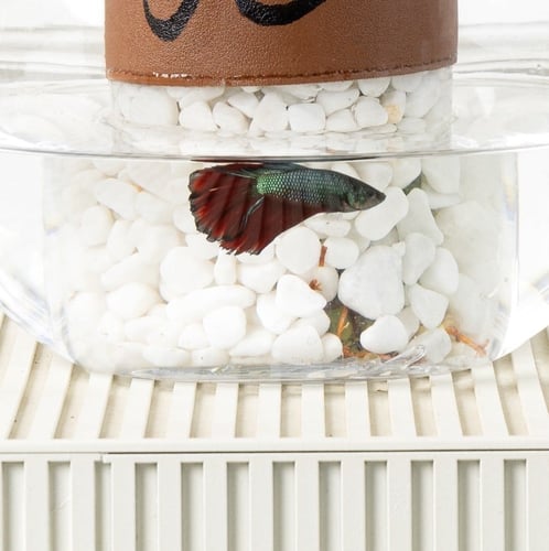 فازة السمكة بالاسم