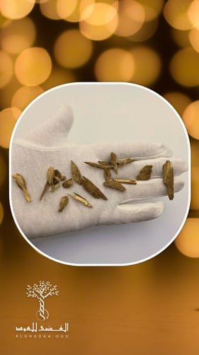 عود مروكي حي دقة الدقة